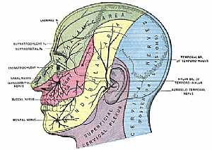 sensory system of the face