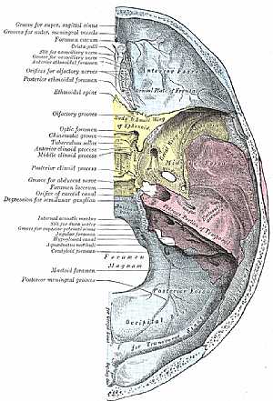 Base of the skull. Upper surface