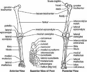 Bones of the lower limb