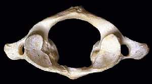 Anatomy of the first vertebra