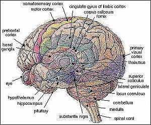 Brain anatomy