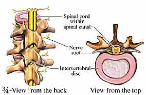 Spinal cord nerves anatomy