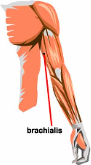 Brachialis muscle anatomy