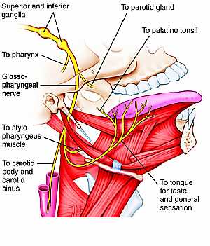 Glossopharybgeal nerve anatomy