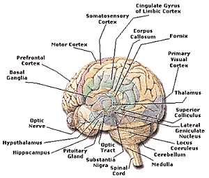 Brain anatomy