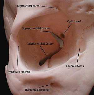 Orbital cavity anatomy