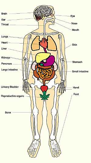 Anatomy of human body