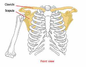 Pectoral anatomy