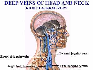 Blood supply of the head