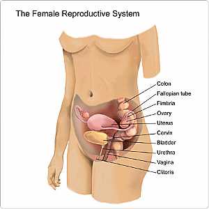 Female Reproductive Organs - Front View (Reproductive system of female)