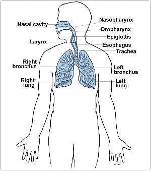 Respiratory System -- Basic Function