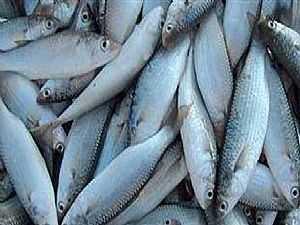 "الثروة السمكية" تحدد شروط مراكب الصيد المسموح لها بالعمل في المياه الاقتصادية بالبحر المتوسط