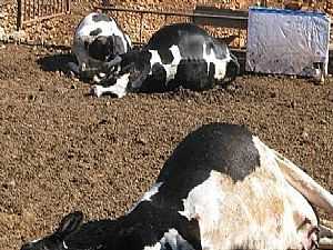 الزراعة: تحصين الماشية ضد الحمى القلاعية بالمجان.. وخط ساحن للإبلاغ عن حالات الإصابة