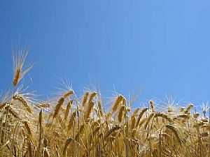 باحث فرنسي: المصري يستهلك 100 كجم من القمح في العام