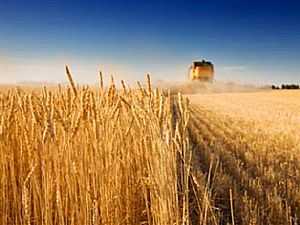 مصر تتبنى قواعد جديدة لاستيراد القمح قد تعطل الإمدادات
