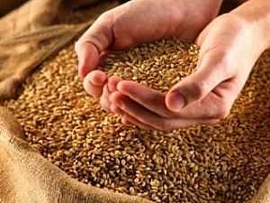 «اﻻئتمان الزراعي»: استلام 224 ألف طن من القمح