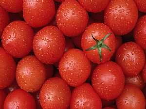 تناول الطماطم يوميا يساعد فى علاج 8 أمراض