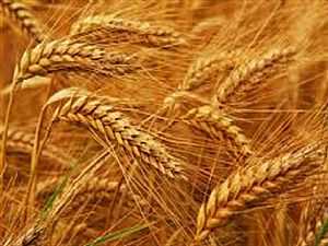 التموين: الاحتياطي الاستراتيجي من القمح يكفي حتى أوائل مارس المقبل