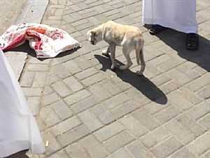 القبض على باكستاني حاول تهريب كلب لذبحه بمطعم في السعودية