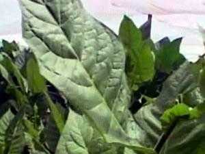 دراسة: زراعة التبغ تدمر البيئة
