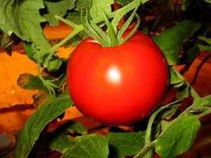 دراسة: تحور جيني يرفع إنتاج محصول الطماطم