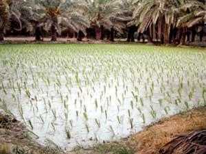 علماء يطورون سلالات أرز مقاومة للبرودة