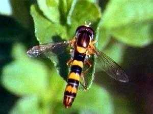 تطوير مبيدات حشرية من ذكور النحل