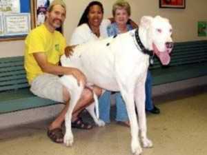أطول كلب في العالم يبلغ 107.3 سنتمترات