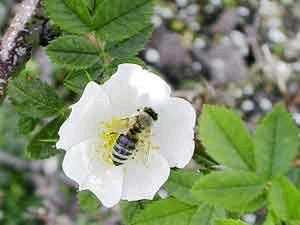 بحث علمي: النحل قد يصبح مدمناً