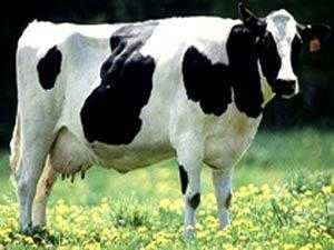 الأبقار تحد من ظاهرة الاحتباس الحراري