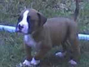 Boxer dogs for sale - كلاب بوكسر للبيع