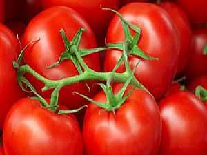 الزراعة تكشف سبب ارتفاع أسعار الطماطم ..فيديو