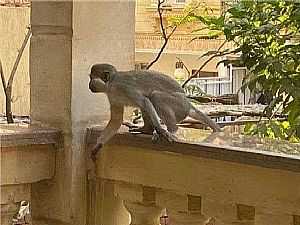 تحذير عاجل بشأن انتشار القرود في حدائق الأهرام