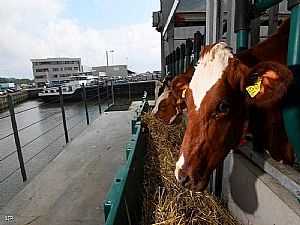 مسؤول يكشف تأثر مصر بـ"جنون البقر" القادم من البرازيل