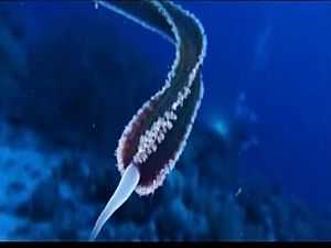 حقيقة الكائن البحري الغريب المرصود بمياه البحر الأحمر