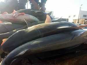 وزير البيئة يوضح أسباب انتشار أسماك القرش بسواحل مصر
