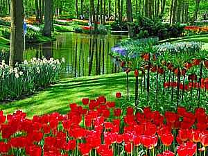 من هولندا، أكبر وأجمل حديقة أزهار في العالم والتي يزرع فيها 7 ملايين زهرة كل عام .. فيديو