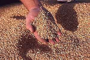 تراجع أسعار الحبوب والأرز وارتفاع الألبان