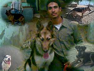 صورة الاعلان: مزرعة الصياد لبيع الكلاب - في القليوبية مصر