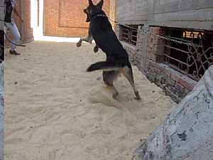 صورة الاعلان: كلب بلاك جاك للبيع فى القاهره - في القاهرة مصر